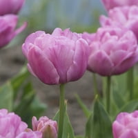 Van Zyverden tulip Tvrdod, uspavane cvjetne žarulje, sunce, ljubičasta