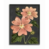 Stupell Industries Botanički crtež ružičastih cvijet na crnom dizajnu uokvirenu zidnu umjetnost po slovima i obloženim