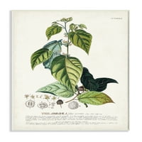 Stupell Industries Ilustracija Botanička biljna sjemenki i lišće vintage crteži dizajna Neprerađeni umjetnički print zidni umjetnost,