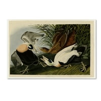 Zaštitni znak likovna umjetnost 'Eider Duckplate 246' Canvas Art by Audubon