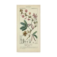 Zaštitni znak likovna umjetnost 'Botanique Studija u ružičastoj IV' platno umjetnost od strane Turpina