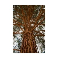 Zaštitni znak likovna umjetnost 'razgranavanje stabala' platna umjetnost brenda petrella photography llc