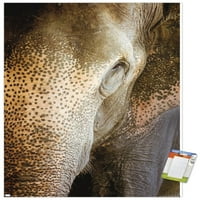 Beth Sheridan - plakat na zidu indijskog slona, 22.375 34