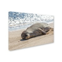 Hawaiian Monk Seal 'Platno umjetnost Pierre Leclerc